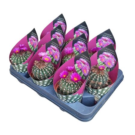 Notocactus Uebelmannianus Potcover