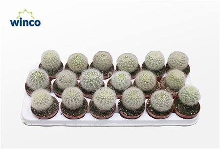 Neoporteria Senilis