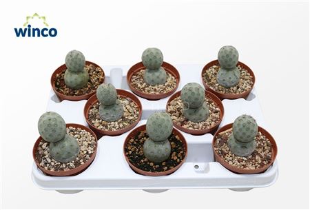 Tephrocactus Geometricans (two Balls)