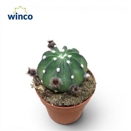 Echinopsis Subdenudata (flowering)