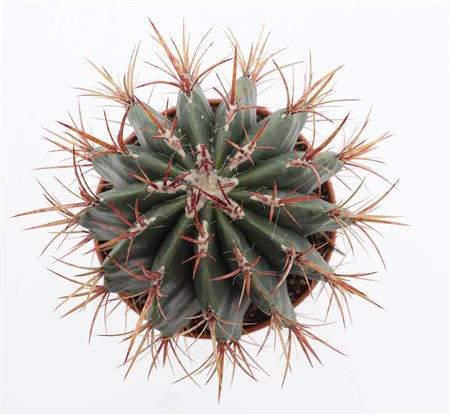 Ferocactus Stainesii