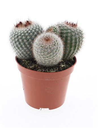Notocactus Scopa