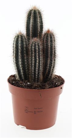 Pilosocereus Braunii