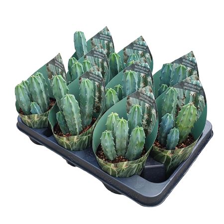 Myrtillocactus Geometrizans Potcover