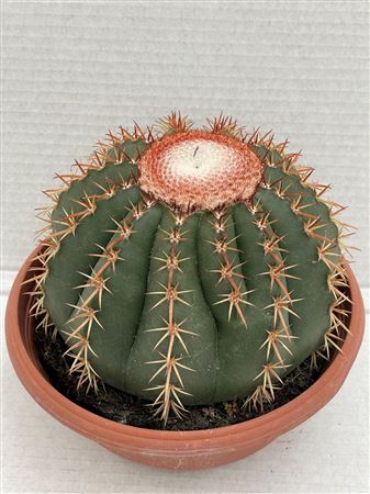 Melocactus Brevispinus Bowl