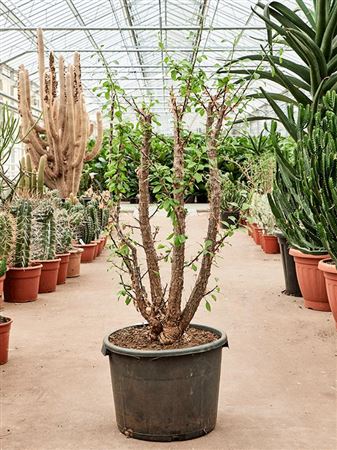 Fouquieria Splendens