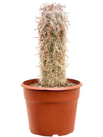 Oreocereus Celsianus