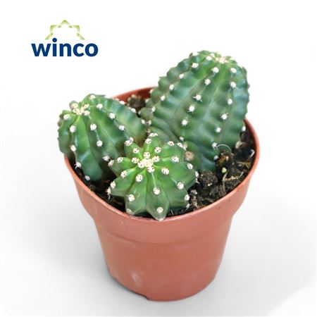 Echinocereus Triglochdiatus Var. Mojavensis