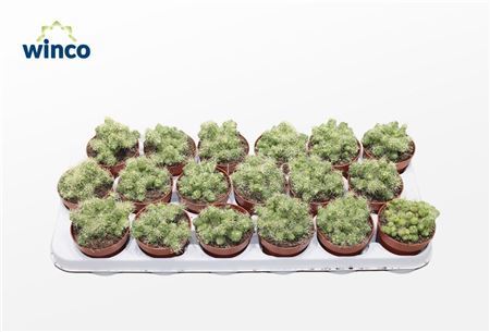 Mammillaria Bocasana Fred