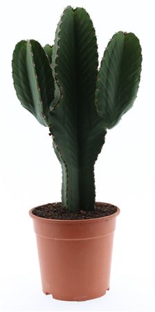 Euphorbia Ingens