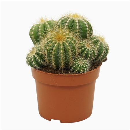 Notocactus Magnificus
