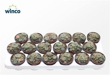 Lophophora Williamsii
