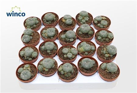 Lophophora Williamsii