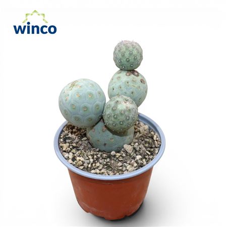 Tephrocactus Geometricans