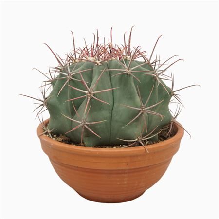 Ferocactus