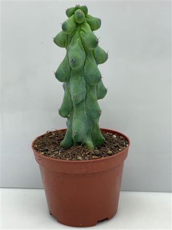 Myrtillocactus Nipel