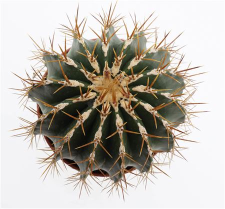 Ferocactus Schwarzii