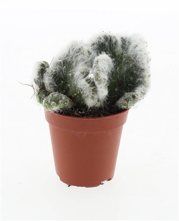 Opuntia Vestita Cristata
