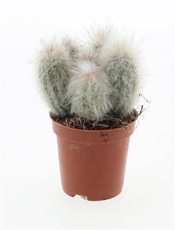 Austrocephalocereus Dybowskii