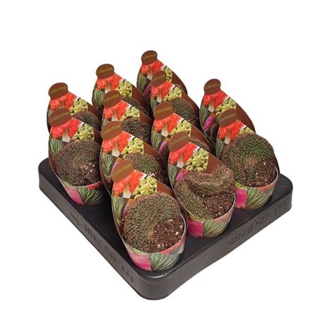 Puna Incahuasi Potcover
