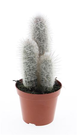 Austrocephalocereus Dybowskii