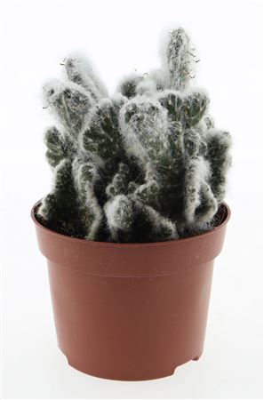 Opuntia Vestita Cristata