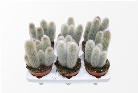 Austrocephalocereus Dybowskii
