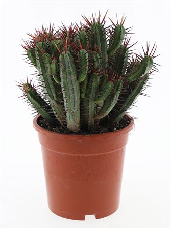 Euphorbia Pentagona