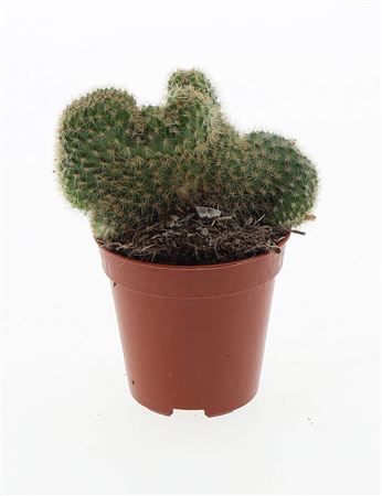 Hildewintera Aureispina Crestata