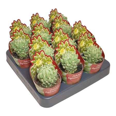 Dolichothele Longimamma Mostruosa Potcover