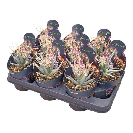 Leuchtenbergia Principis Potcover