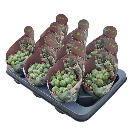 Puna Incahuasi Potcover