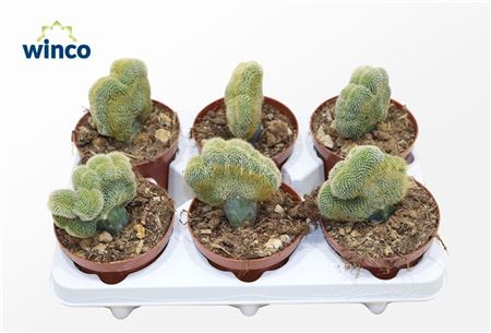 Weberbauerocereus Johnstonii Cristata