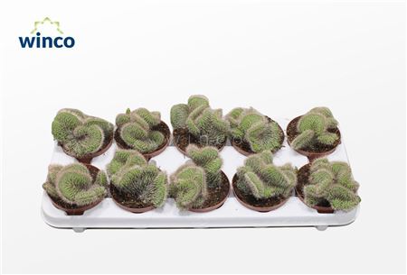 Nictocereus Cristata