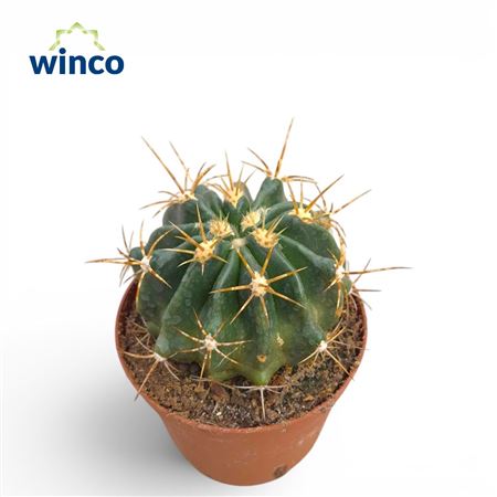 Ferocactus Echidne Var. Victoriensis