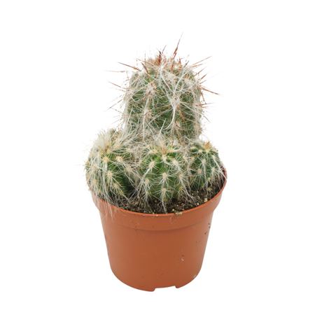 Oreocereus Trollii 8,5 Cm