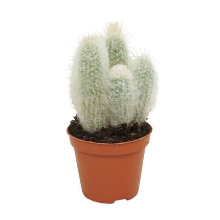 Austrocephalocereus Dybowski 8,5 Cm