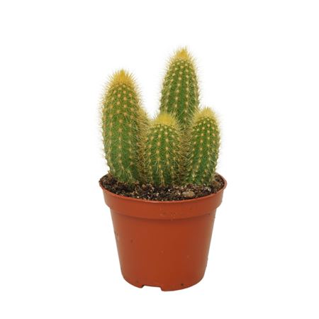 Weberbauerocereus Johnsonii 8,5 Cm