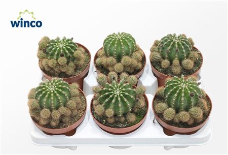 Echinopsis Eriesii
