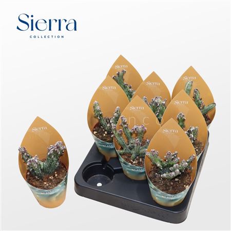 Monvilea Spegazinni Cristata (sierra) Sierra Colle