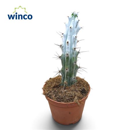 Stenocactus Beneckei