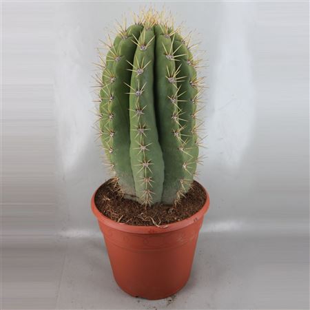 Trichocereus Pasacana