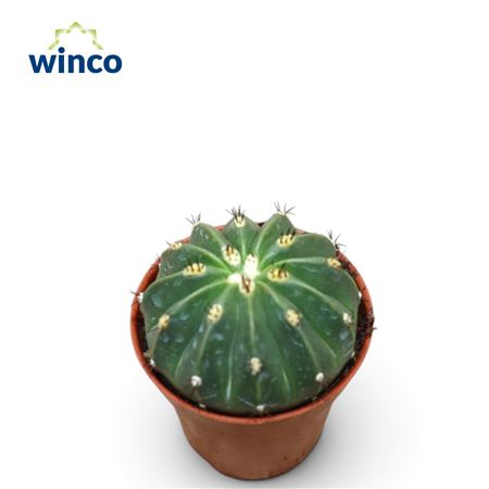 Melocactus Maxonii