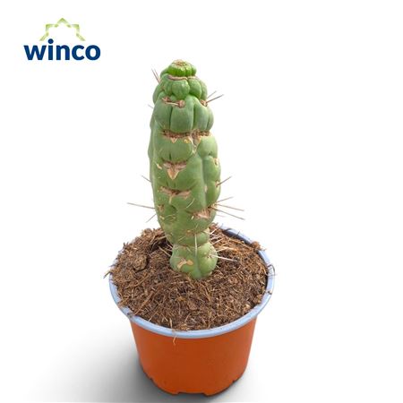 Eulychnia Castanea Spiralis