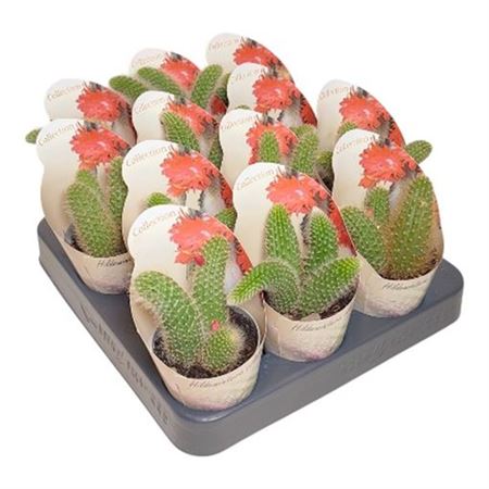 Hildewintera Colademononisa Potcover