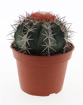 Melocactus Neryi
