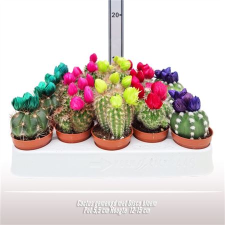 Cactus Dryflower Mix