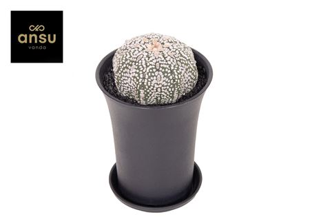 Astrophytum Asterias Super Kabuto Xl