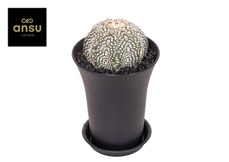 Astrophytum Asterias Super Kabuto Xxl