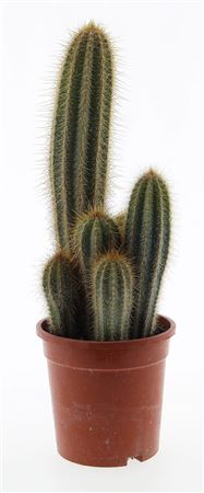 Pilosocereus Minensis